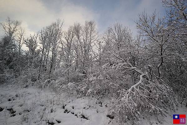 窗外的雪白世界 (86).JPG