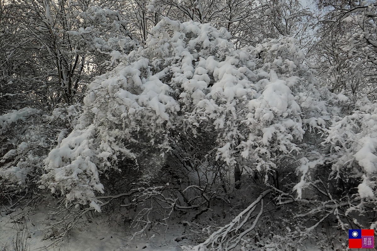 窗外的雪白世界 (84).JPG