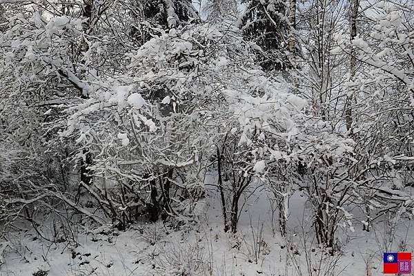 窗外的雪白世界 (83).JPG