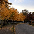 霞城公園 (50).JPG