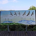 青年公園 (38).JPG