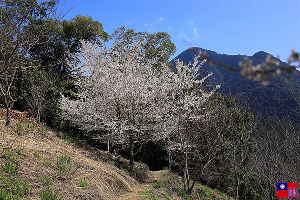 司馬庫斯 (241).JPG