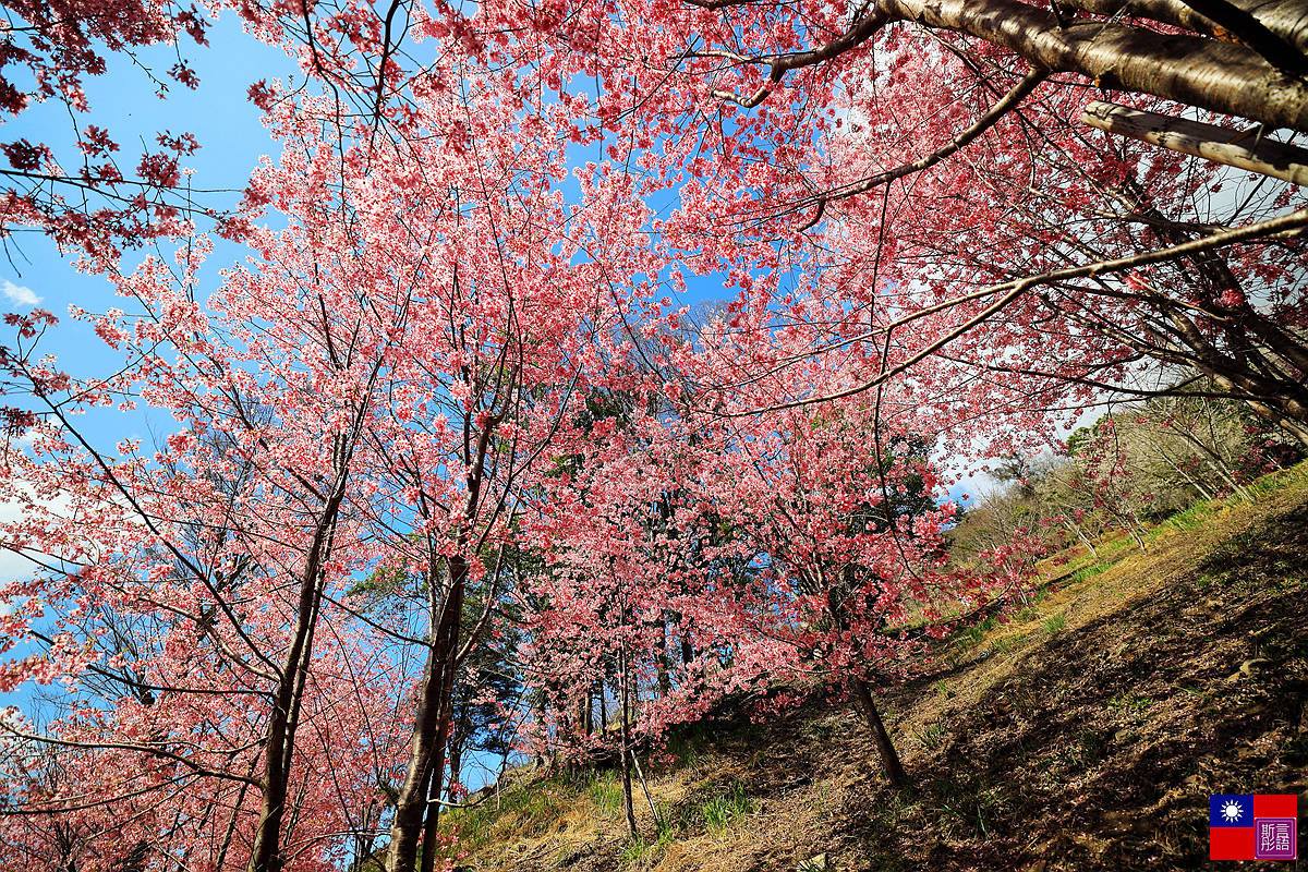 司馬庫斯 (308).JPG