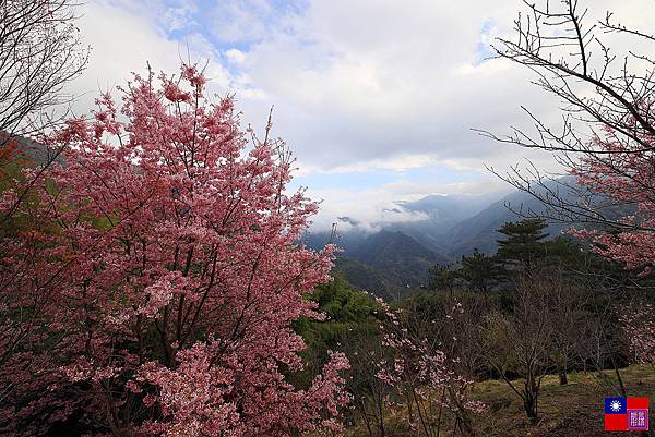 司馬庫斯 (320).JPG