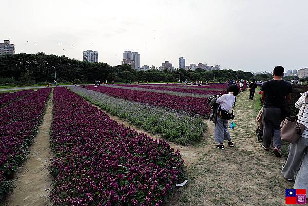 台灣大學 (80).JPG