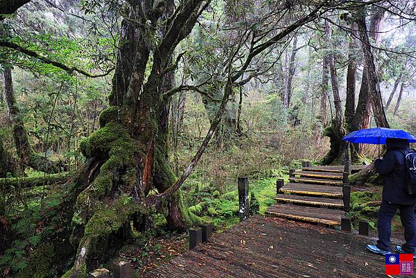 太平山森林樂園 (60).JPG