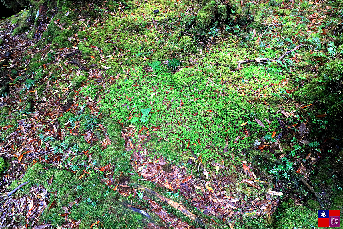 太平山森林樂園 (80).JPG