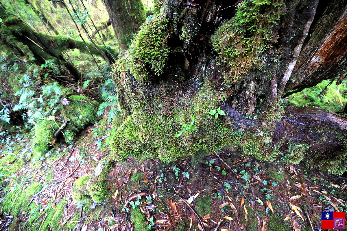 太平山森林樂園 (85).JPG