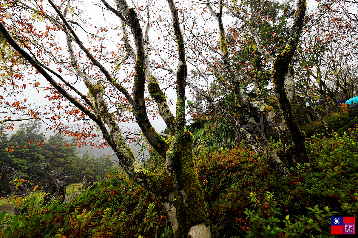 太平山森林樂園 (93).JPG