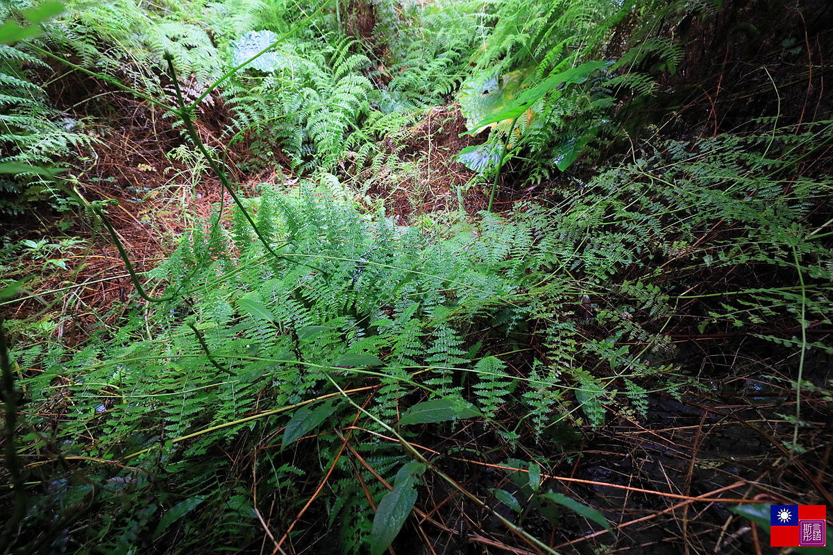  鳩之澤溫泉園區 (38).JPG