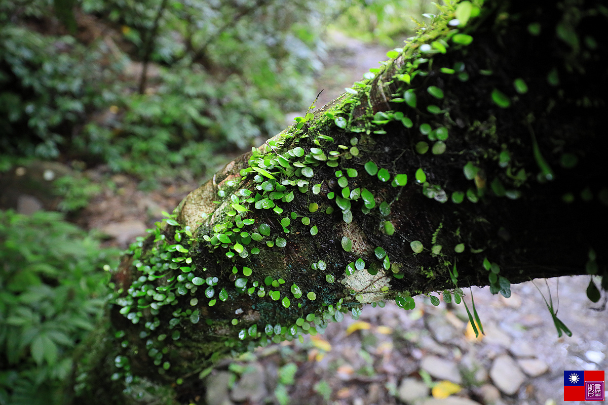  鳩之澤溫泉園區 (51).JPG