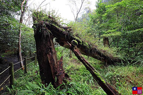  鳩之澤溫泉園區 (54).JPG