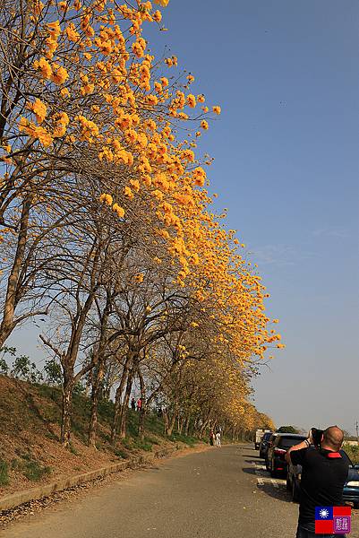 黃花風鈴木 (17).JPG