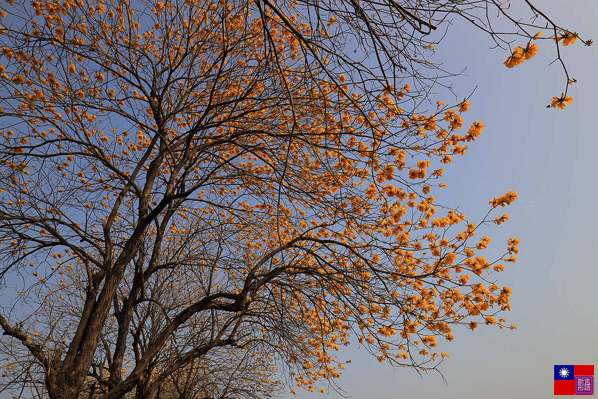 黃花風鈴木 (18).JPG