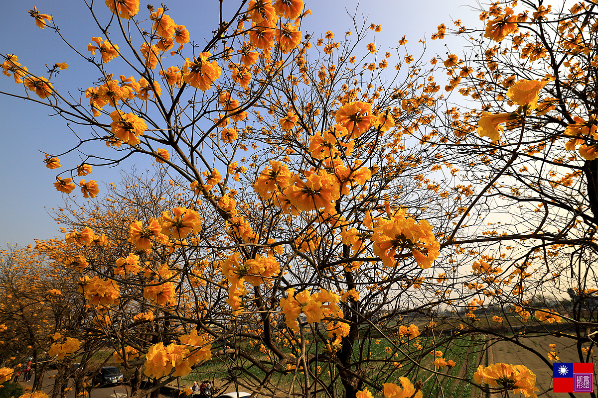 黃花風鈴木 (43).JPG