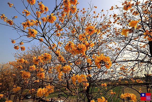 黃花風鈴木 (43).JPG