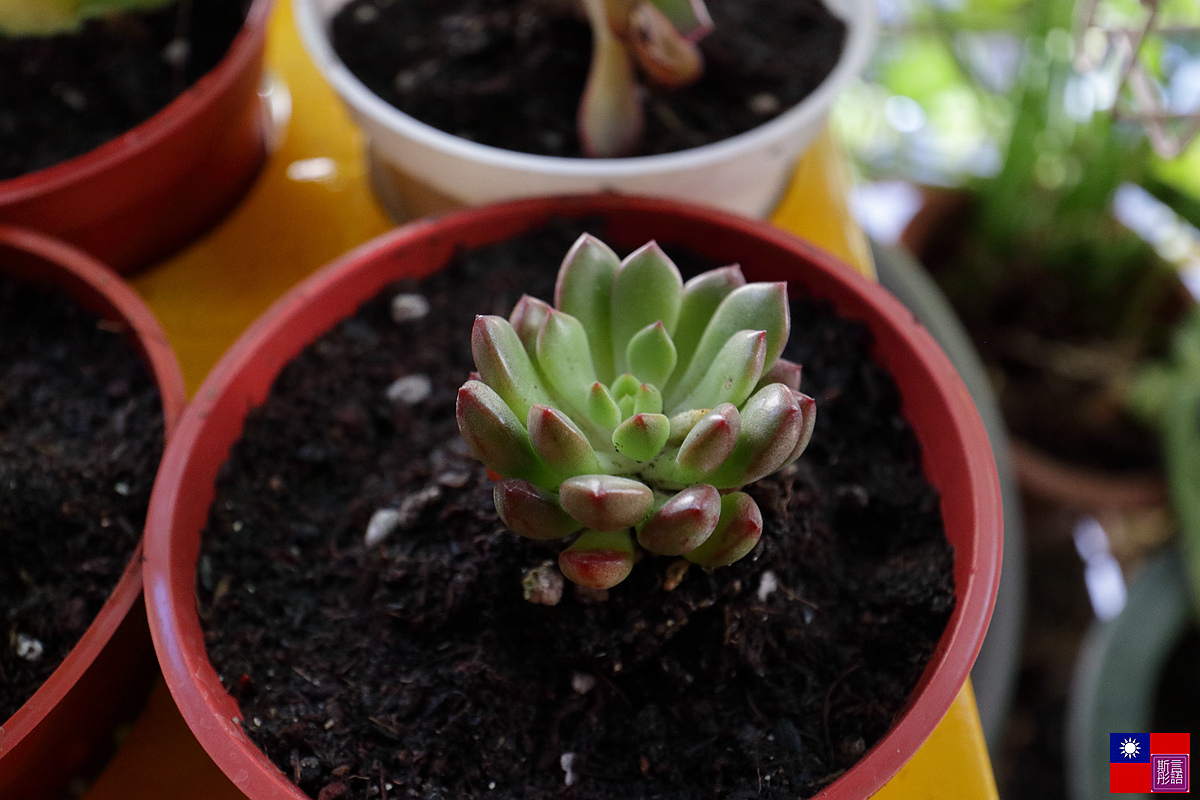 多肉植物  (49).JPG