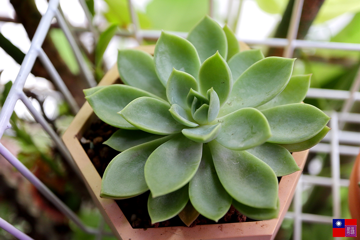 多肉植物 (25).JPG