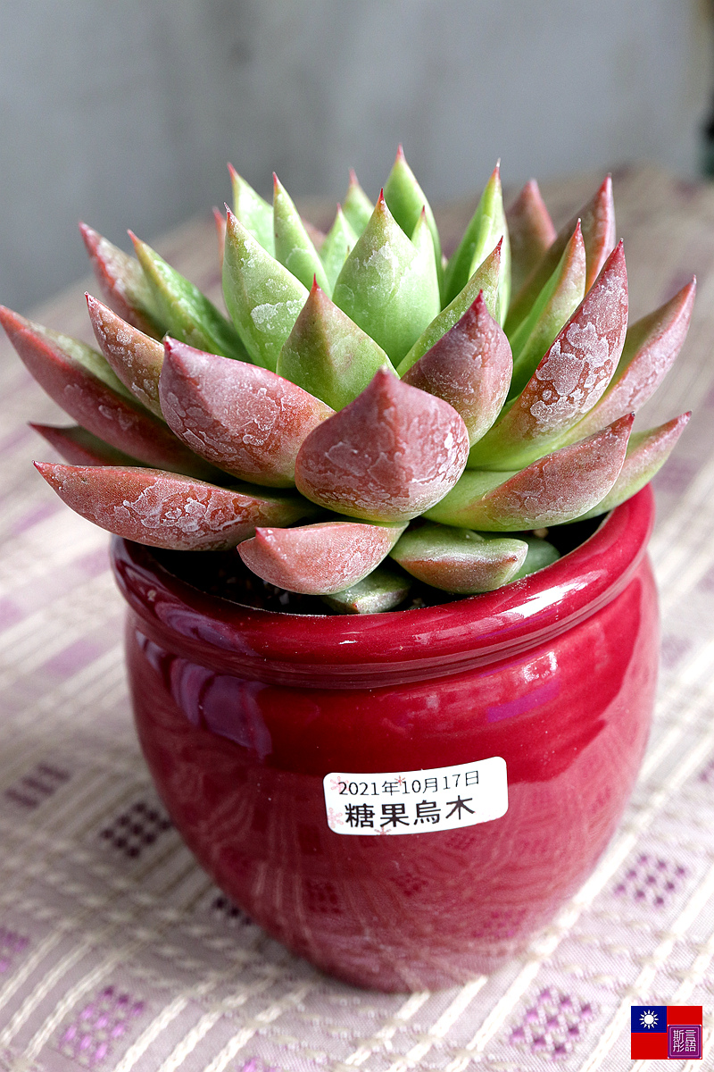 多肉植物 (57).JPG