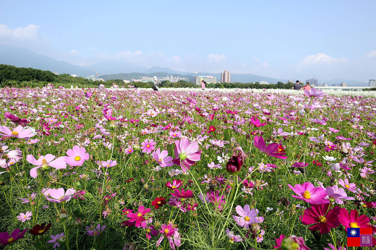 關渡花海 (12).JPG