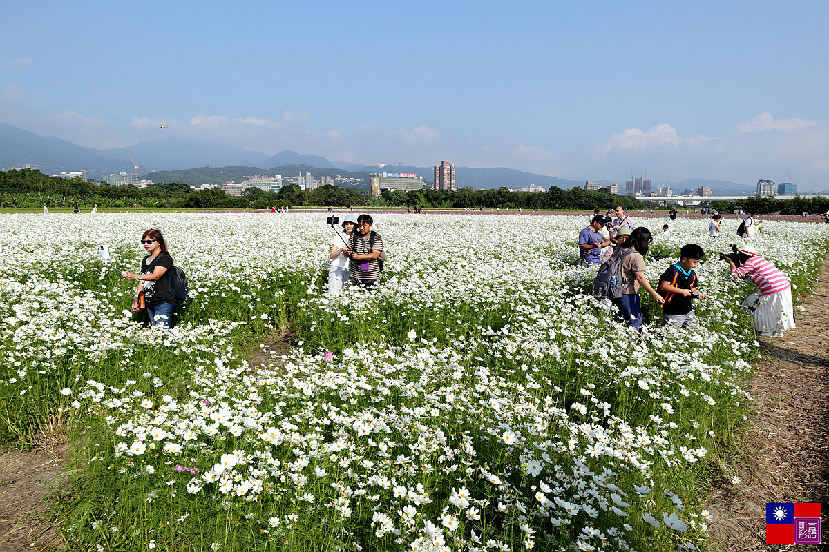 關渡花海 (16).JPG