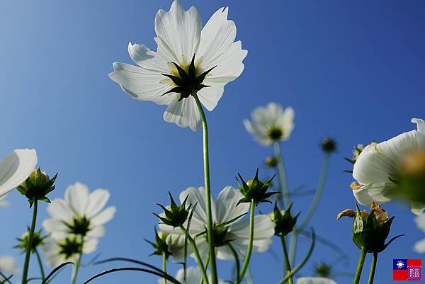 關渡花海 (25).JPG