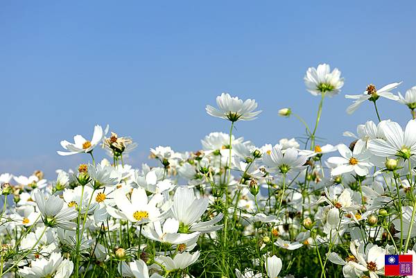 關渡花海 (31).JPG