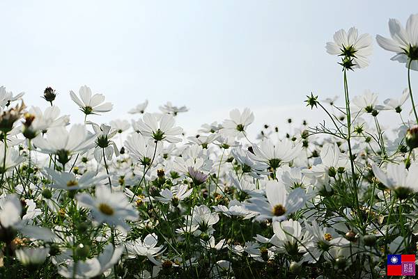 關渡花海 (49).JPG