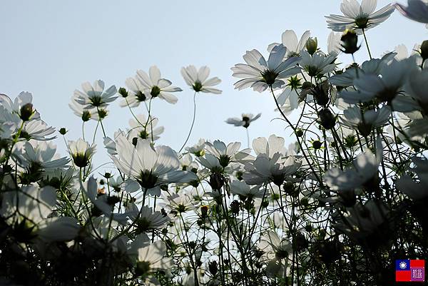 關渡花海 (50).JPG