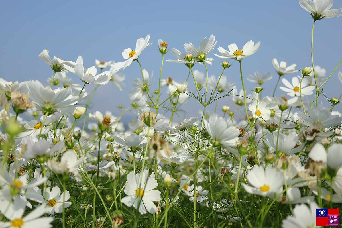 關渡花海 (68).JPG