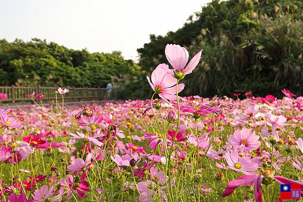 關渡花海 (105).JPG