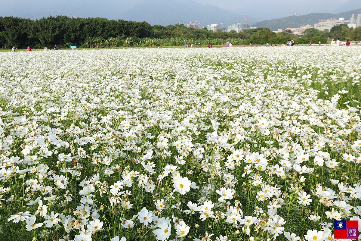 關渡花海 (102).JPG