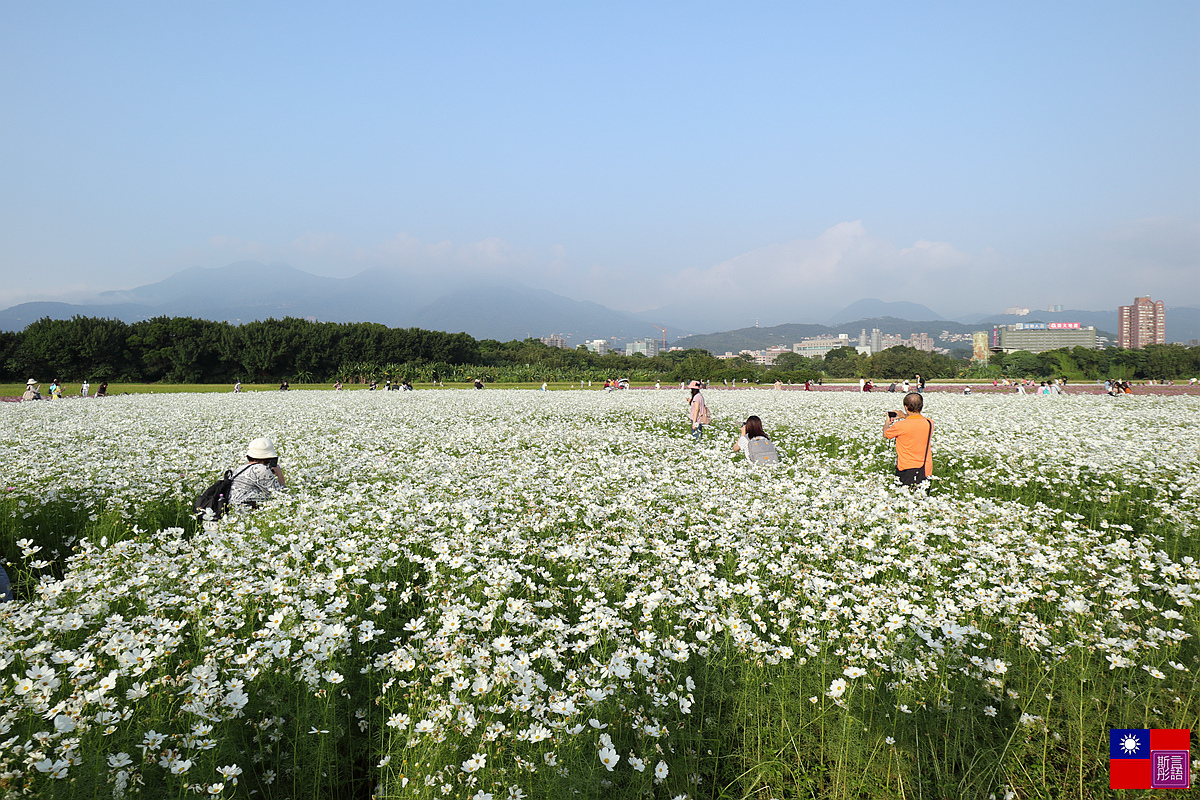 關渡花海 (103).JPG