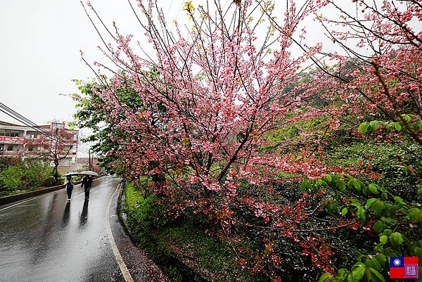 草坪頭茶園賞櫻趣 (6).JPG