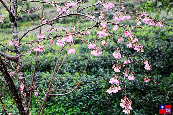 草坪頭茶園賞櫻趣 (2).JPG