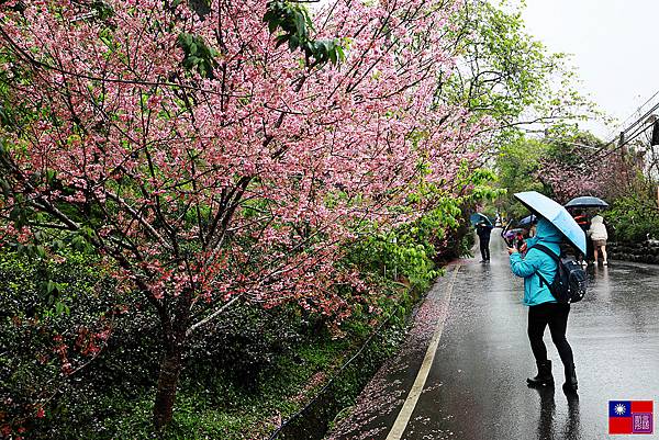 草坪頭茶園賞櫻趣 (4).JPG