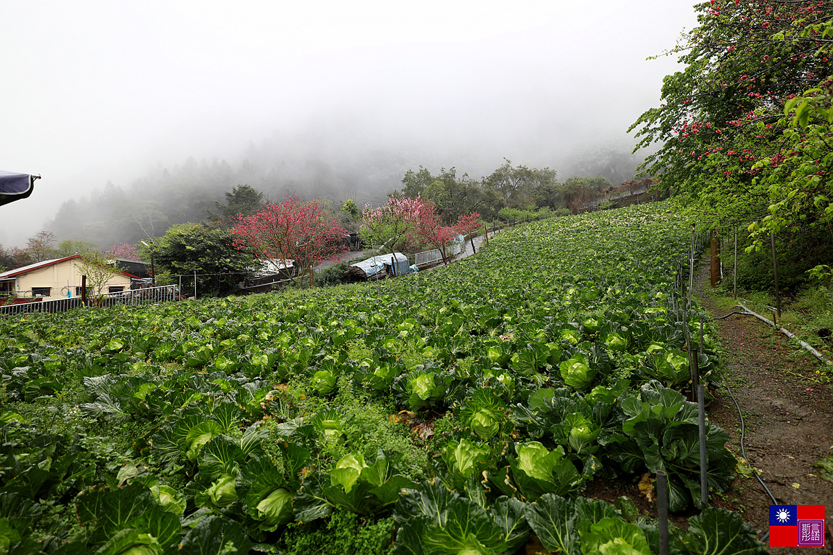 草坪頭茶園賞櫻趣 (18).JPG