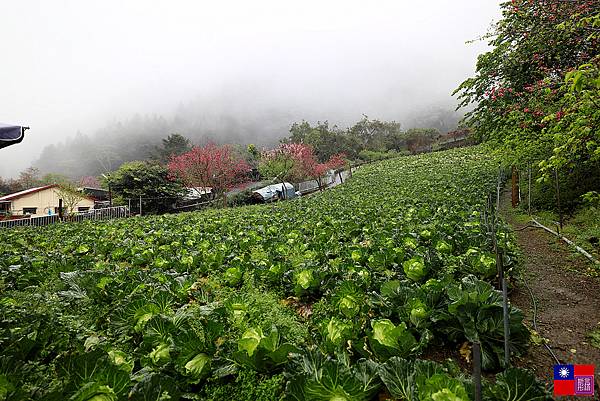 草坪頭茶園賞櫻趣 (18).JPG