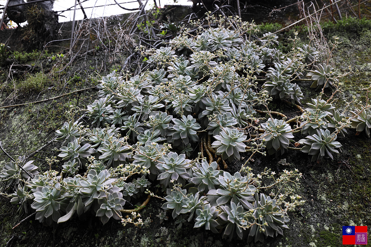 草坪頭茶園賞櫻趣 (47).JPG