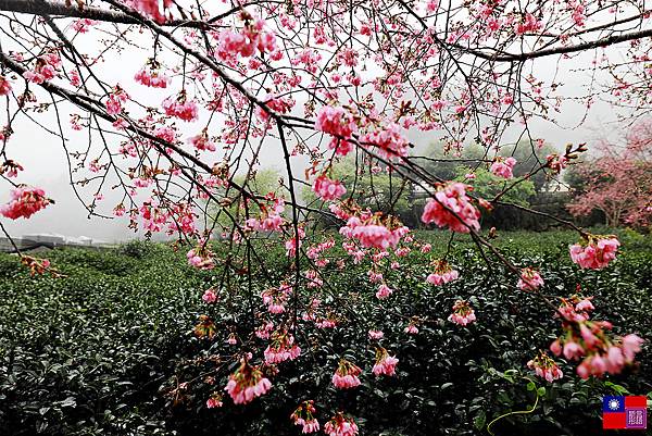 草坪頭茶園賞櫻趣 (60).JPG