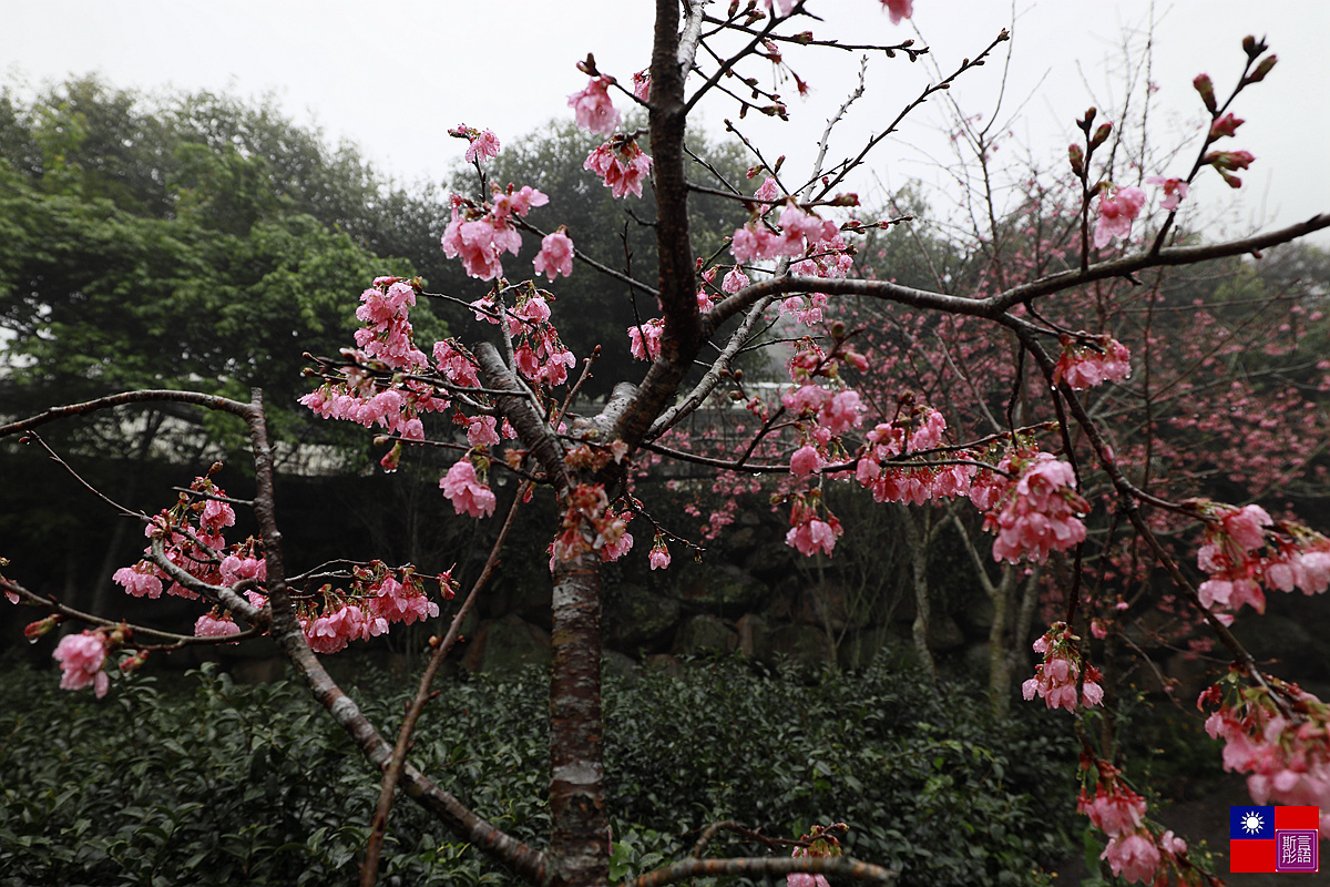 草坪頭茶園賞櫻趣 (62).JPG