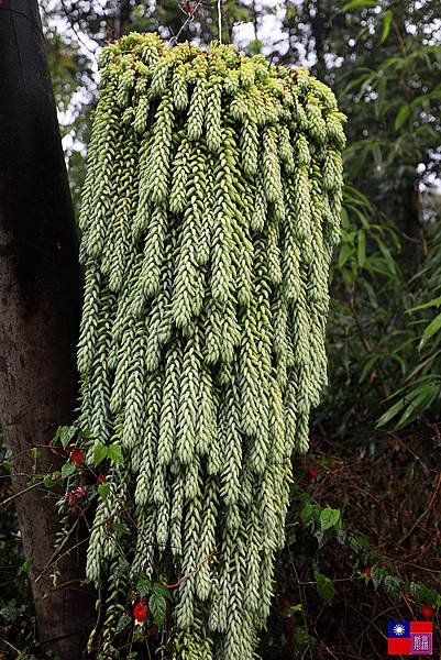 草坪頭茶園賞櫻趣 (79).JPG