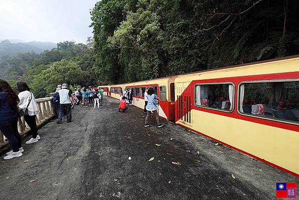 阿里山森林小火車 (43).JPG