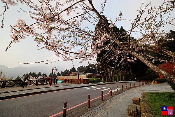 阿里山國家公園 (42).JPG