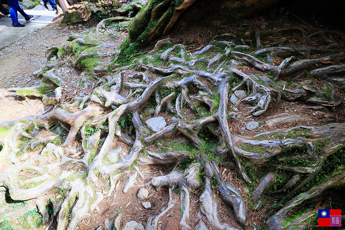 阿里山國家公園 (105).JPG