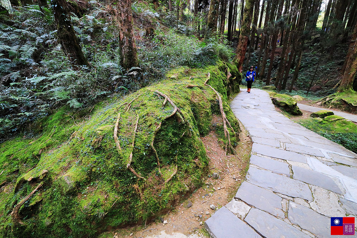 阿里山國家公園 (114).JPG