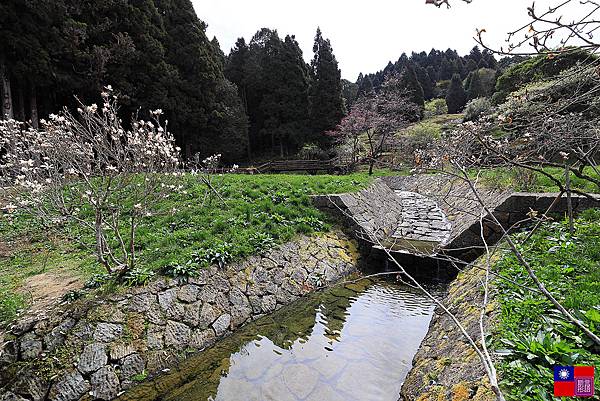 阿里山國家公園 (128).JPG