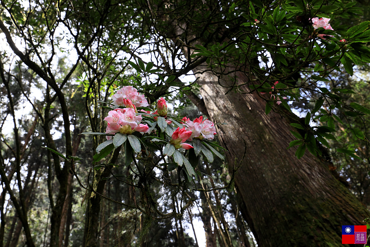 阿里山國家公園 (149).JPG