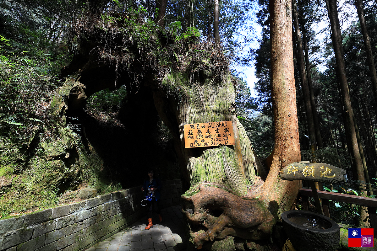 阿里山國家公園 (153).JPG