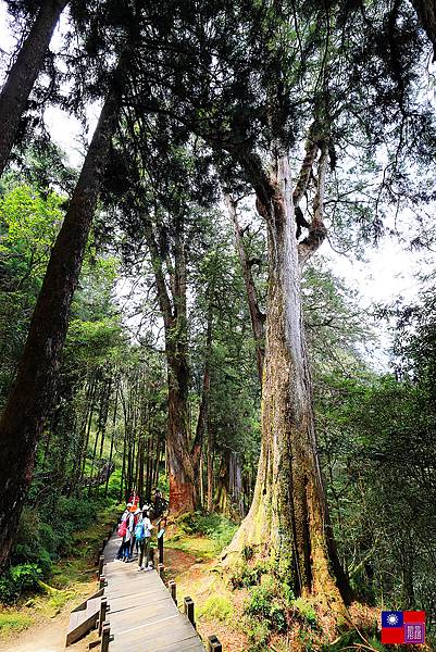 阿里山國家公園 (171).JPG